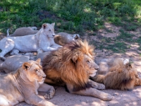 Lion & Safari Park